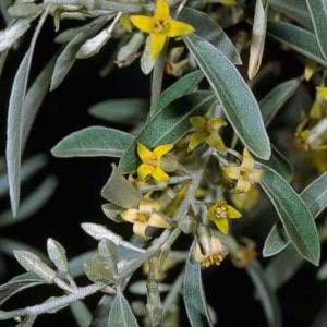 Elaeagnus-angustifolia