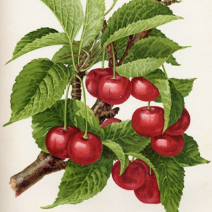 cerisier-generique-1.png