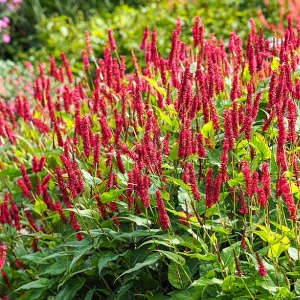 Clump of red bistort, Persicaria amplexicaulis, in a garden with red flower spikes and green leaves