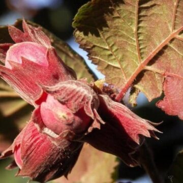 noisetier purpurea