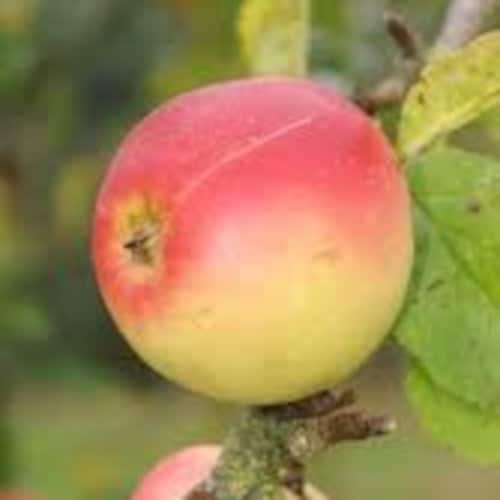 pommier d'hiver 'Winter Banana'