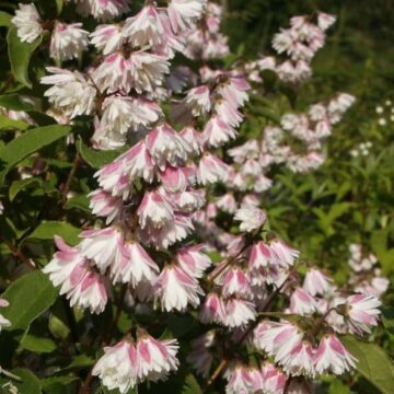 deutzia scabra pride of rochester