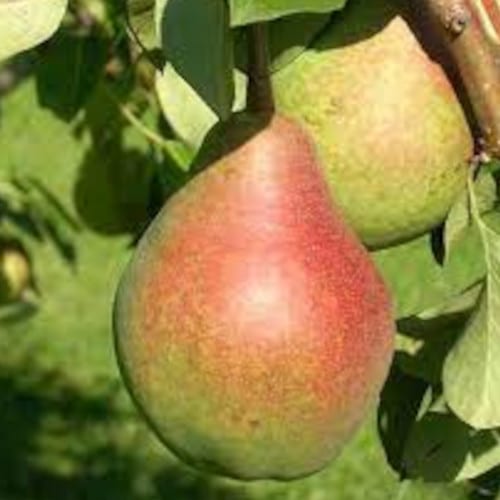 poirier d'été 'Clapps favorite'