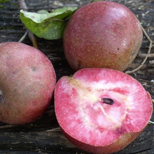 poirier d'été 'Cocomerina'