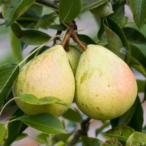 poirier d'automne 'montagne'