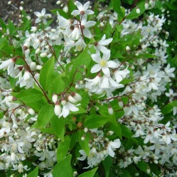 deutzia gracilis