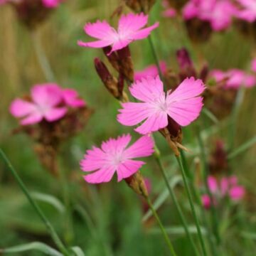 dianthus carthusianorum