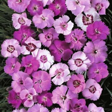 dianthus plumarius ipswish pink