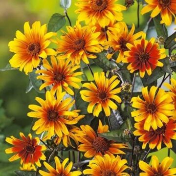 heliopsis helianthoides burning heart