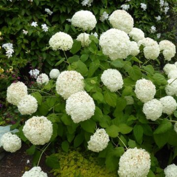 hydrangea arboresens annabelle