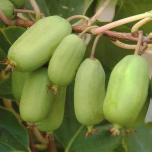 kiwaï femelle 'jumbo'