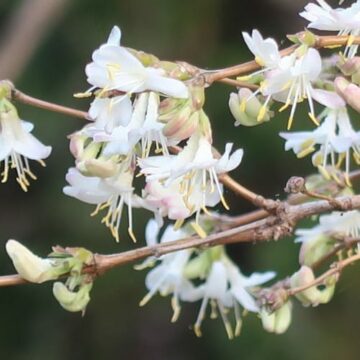 lonicera fragrantissima