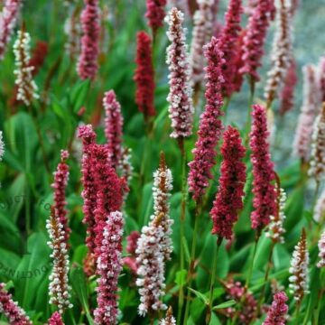 persicaria affinis