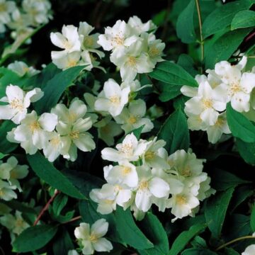 philadelphus coronarius