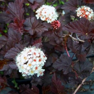 physocarpus opulifolius diabolo