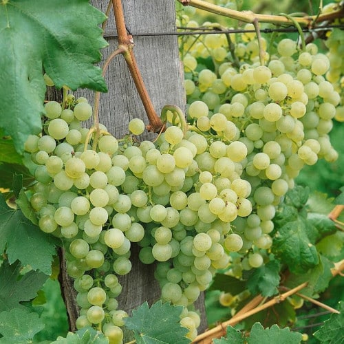 Vigne hybride 'Solaris'