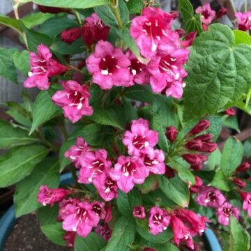 weigela florida rosea