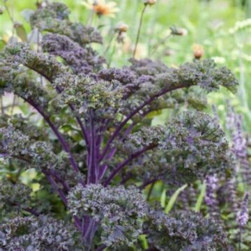 brassica-oleracea-var-sabellica-pourpre.jpg
