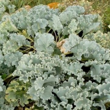 crambe maritima