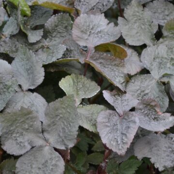 cryptotaenia japonica f atropurpurea