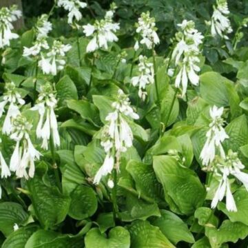 hosta royal standard