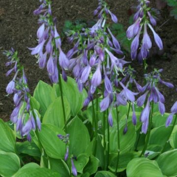 hosta verte