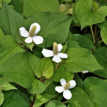 houttuynia cordata