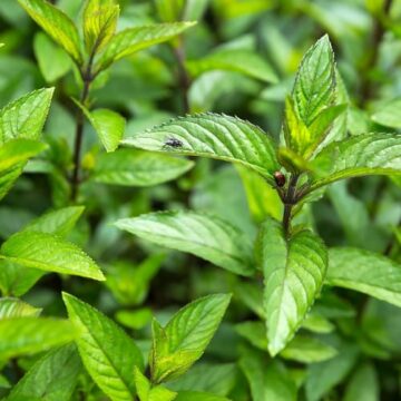mentha X piperita