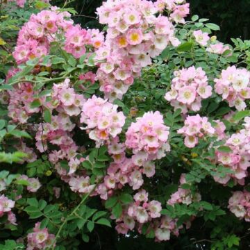 rosa kew rambler