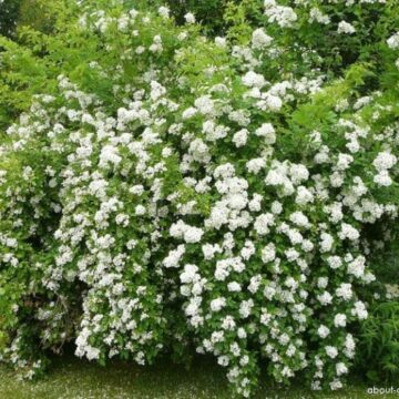 rosa multiflora