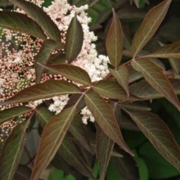 sambucus chocolate marzipan