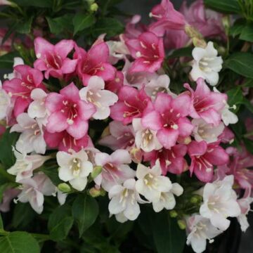 weigela hybride carnaval