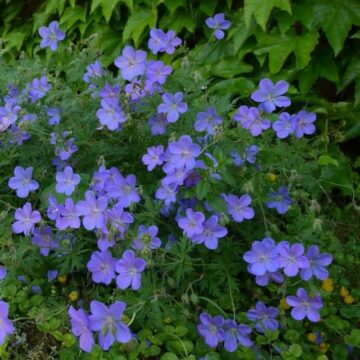 geranium X johnson blue