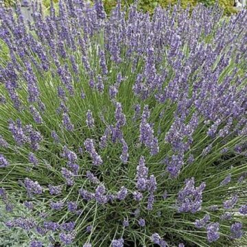 lavandula latifolia