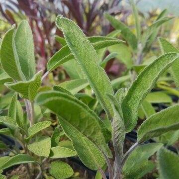 salvia officinalis extrackta