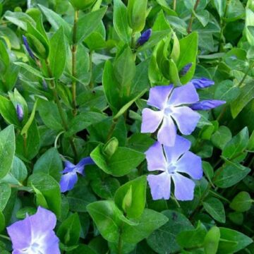 vinca major