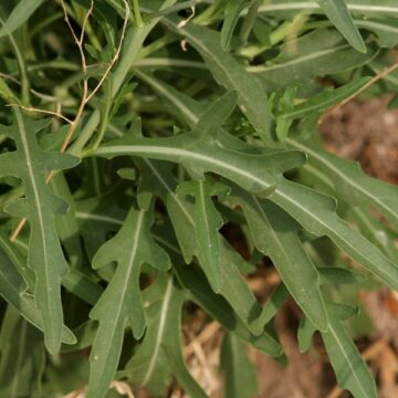 Diplotaxis tenuifolia