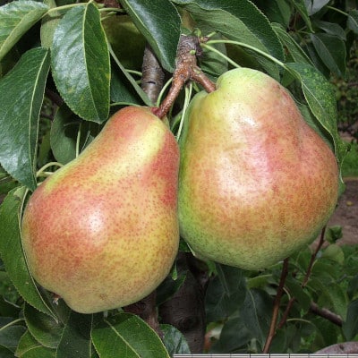 poirier d'été 'Eva Baltet'