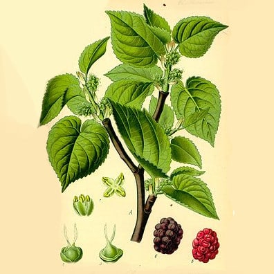 mûrier blanc 'Sangue e latte'