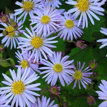 aster-ageratoides-asran.jpg