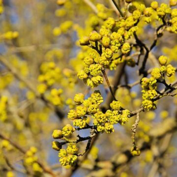 cornus mas