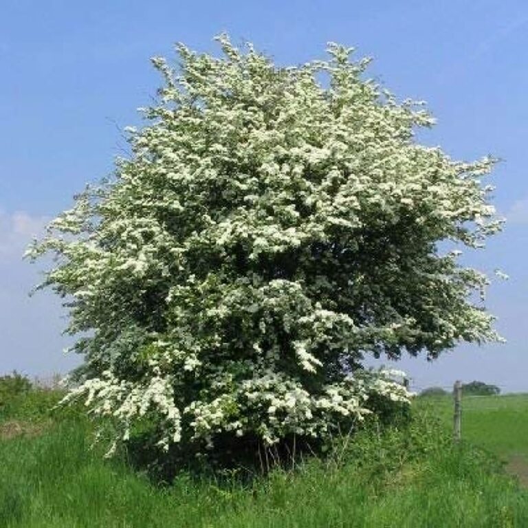 aubépine monogyna