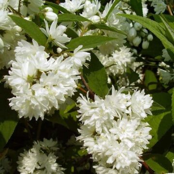 deutzia magnifica