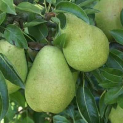 poirier d'été 'Docteur jules guyot'