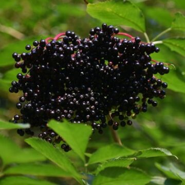 Sambucus