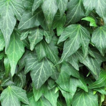 hedera green riple