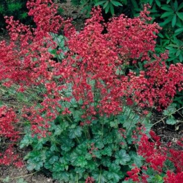 heuchera sanguinea