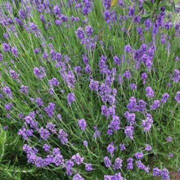 lavandula angustifolia munstead
