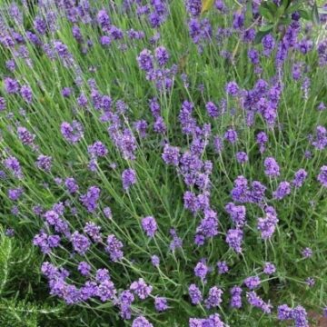 lavandula angustifolia munstead