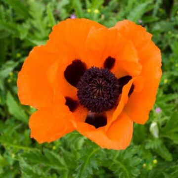 papaver orientale orange simple